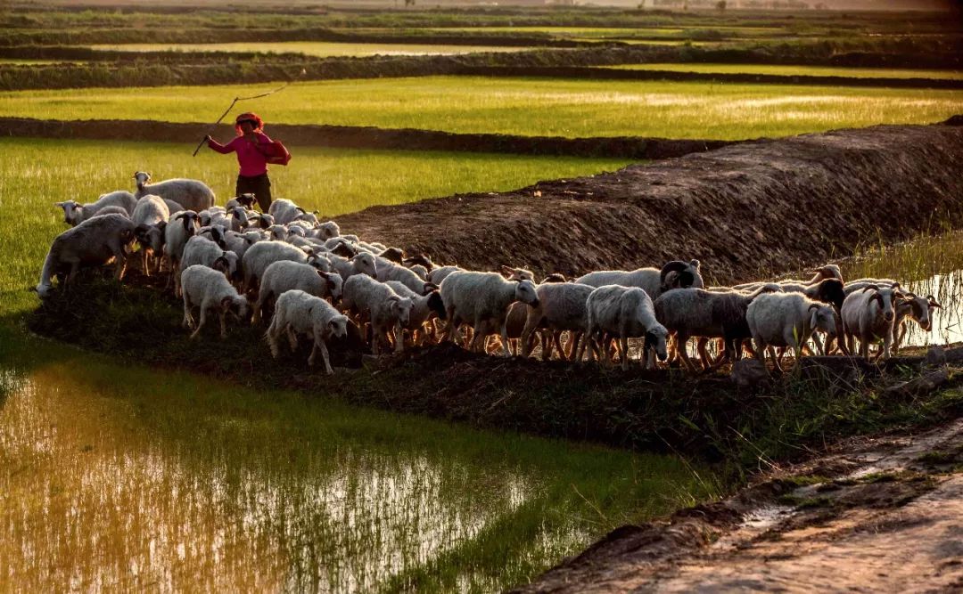 宁夏的羊肉全国最好吃,宁夏的羊肉怎么样