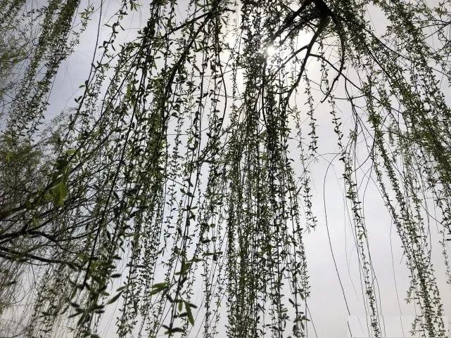 老人言屋前不栽树,树不能随便砍风水