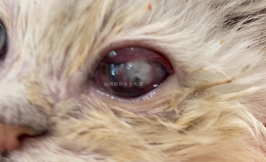 猫角膜穿孔用什么抗生素眼药水,猫角膜穿孔修复过程