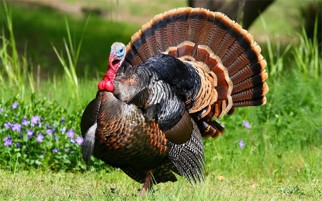 火鸡真的非常难吃英语,火鸡有多难吃解说