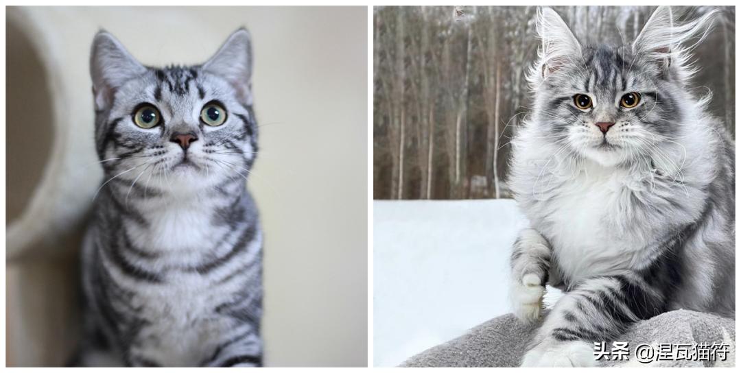 缅因库恩猫银虎斑,缅因猫浅银虎斑