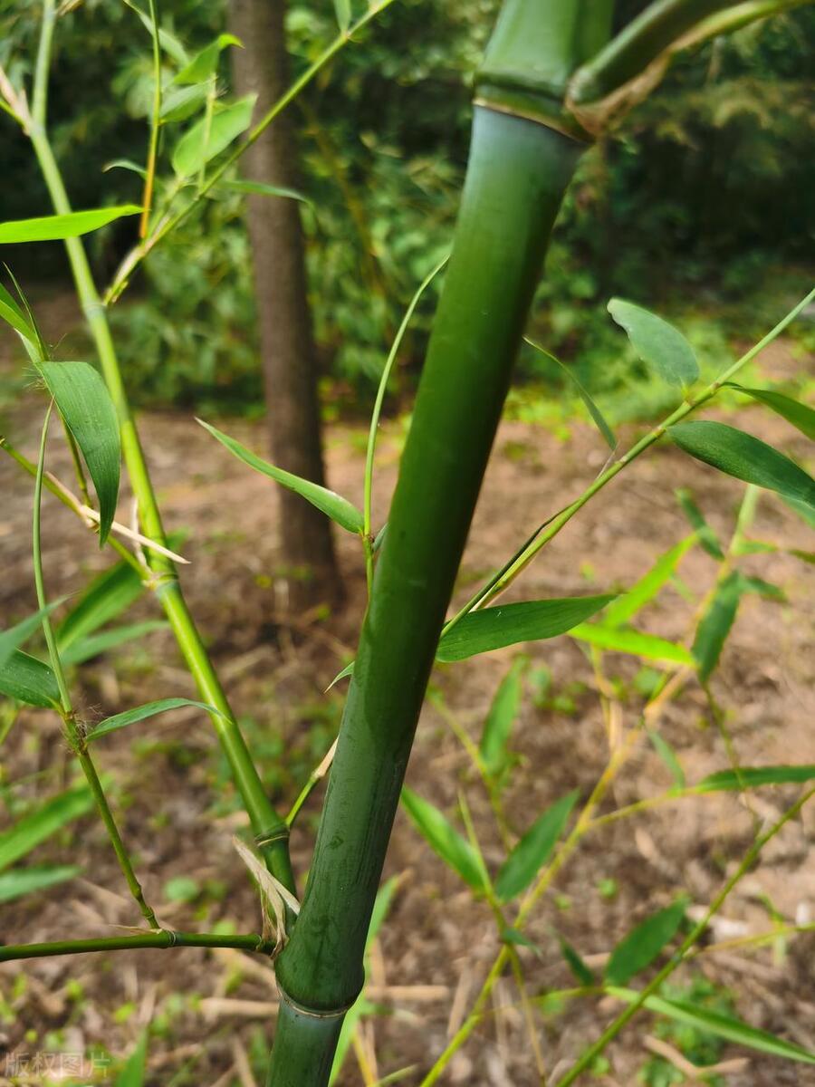 和园散记系列八：爹爹守护的竹满和园，是母亲的因果，看着我们