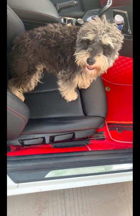 喂了几天的流浪狗找到了我家,喂了一星期的流浪狗发现它有家