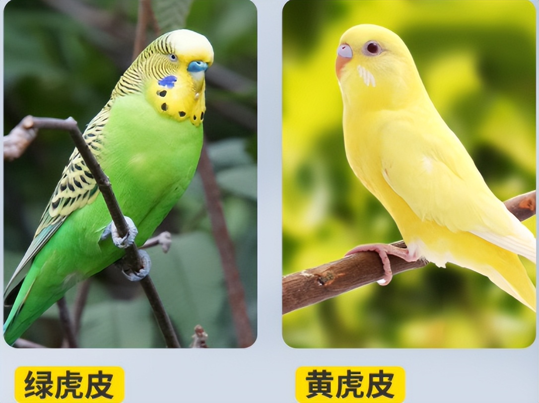 玄凤鹦鹉与虎皮鹦鹉吃的粮一样吗,新手刚养鹦鹉该怎么饲养鹦鹉呢