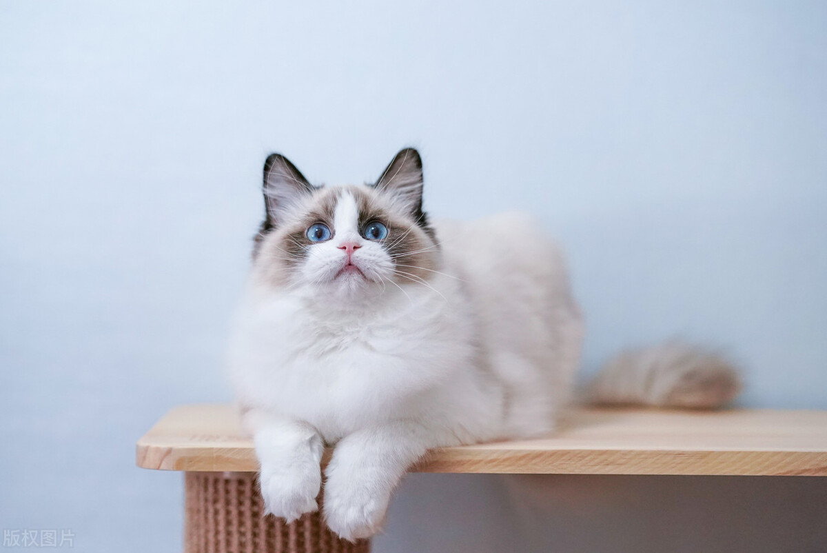 暹罗猫和布偶猫怎么区分,暹罗猫跟布偶猫有什么区别