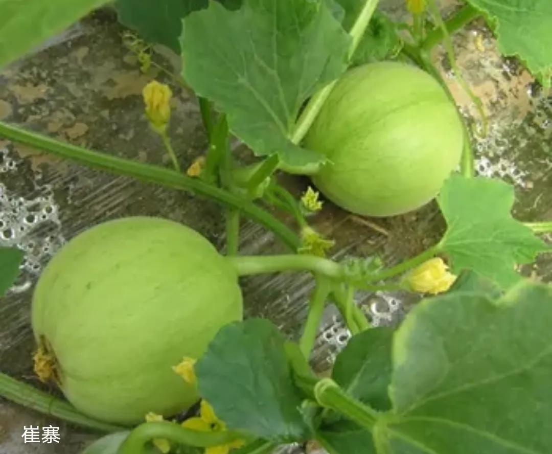 垂涎欲滴的瓜世界：瓜田李下说吃瓜，一片冰心香满园