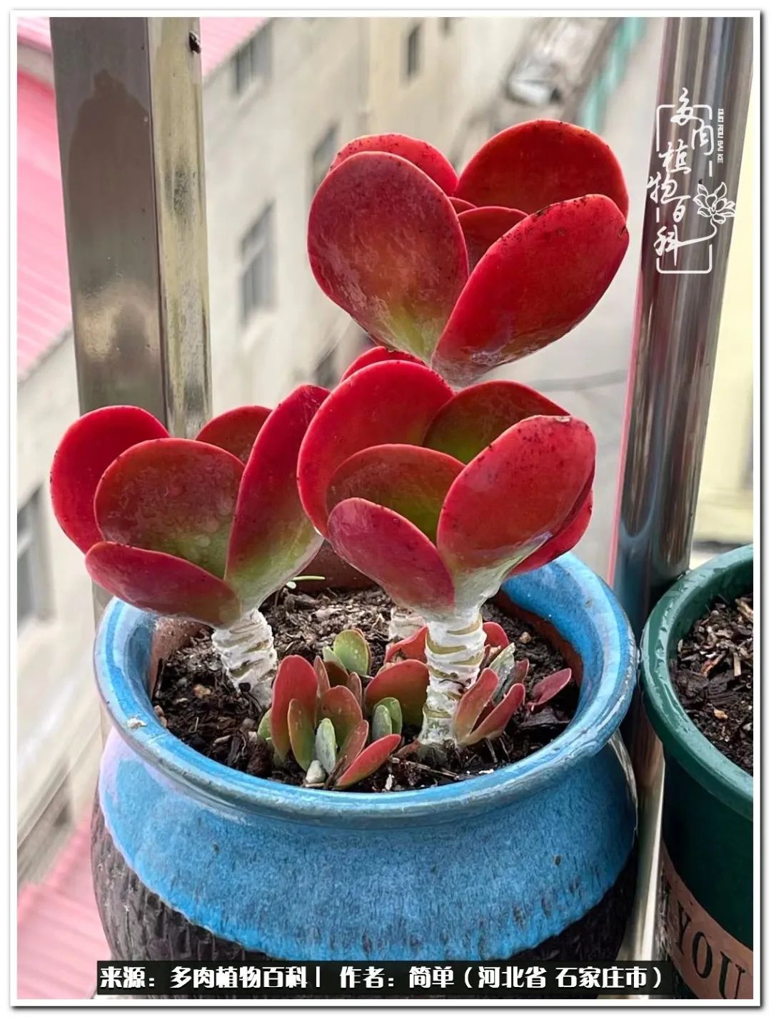 自从养了多肉以后视频,养多肉治愈生活中的疲惫和琐碎