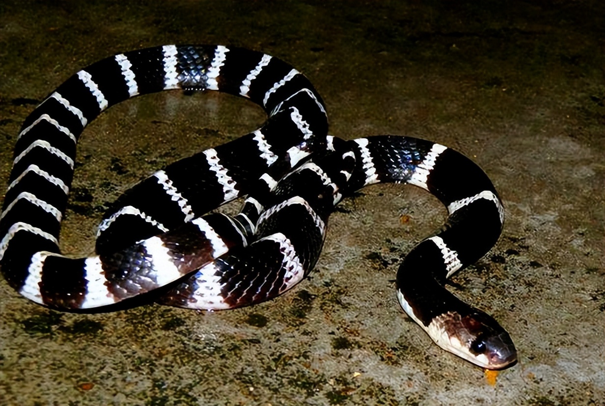 最毒的蛇碰上最毒的蜥蜴,最凶猛最毒的蛇