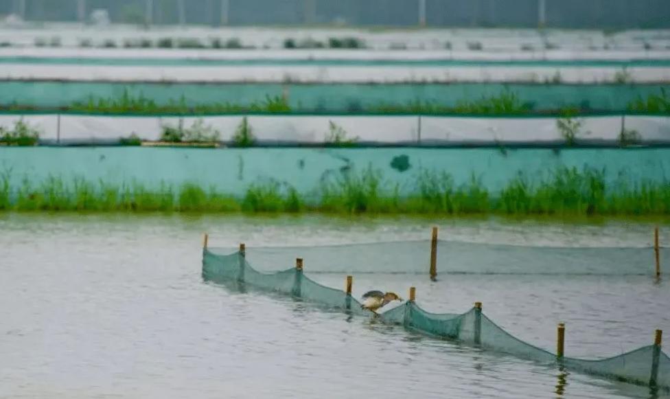 蟹满堂阳澄湖大闸蟹怎么样,蟹满堂大闸蟹