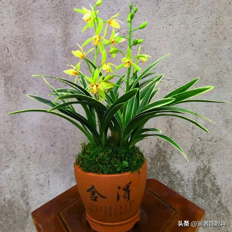 芝兰生于深谷不以无人而不芳出处,100幅历代名家兰花图值得一看再看