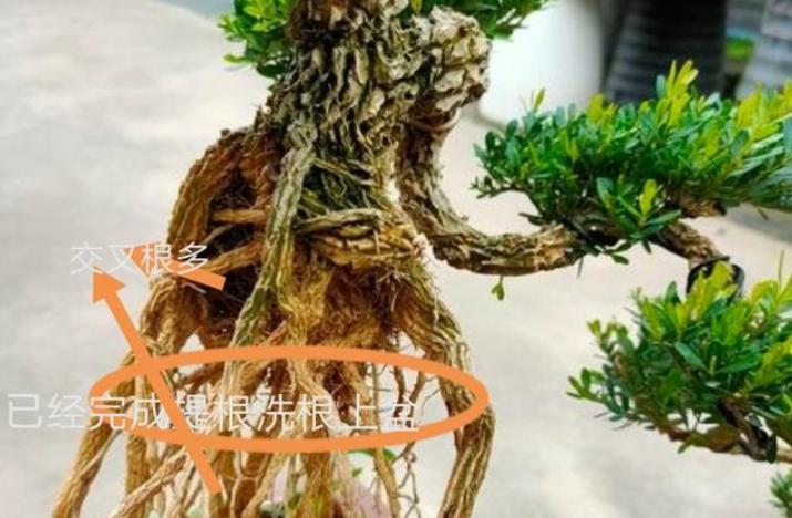 没有造型的罗汉松树苗,没根的造型罗汉松能养活吗