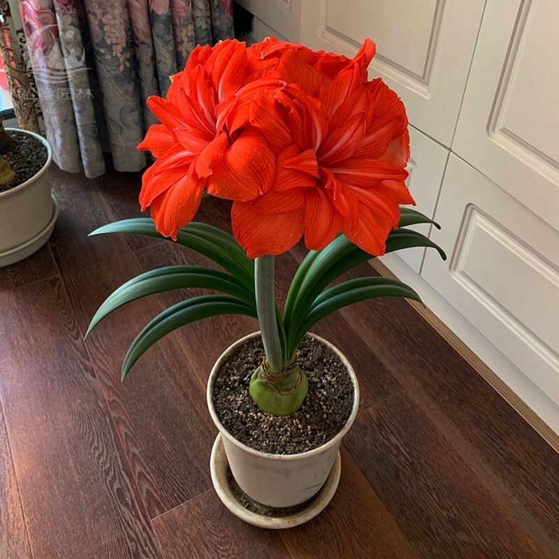 6种年宵花现在买最省钱,年宵花怎么养才旺财