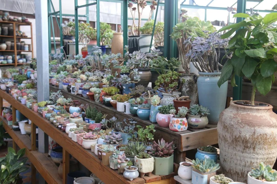 湖南“花二代”开园艺中心，线上一天卖花12万盆，年营业额超2000万元