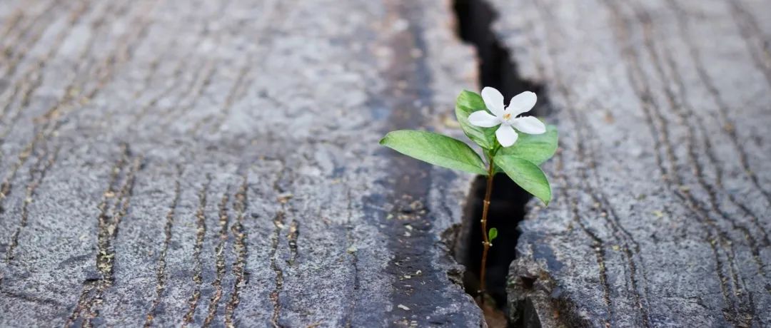 靶向药治疗肺癌晚期成功率有多大,肺癌晚期有中药治疗好的案例没有