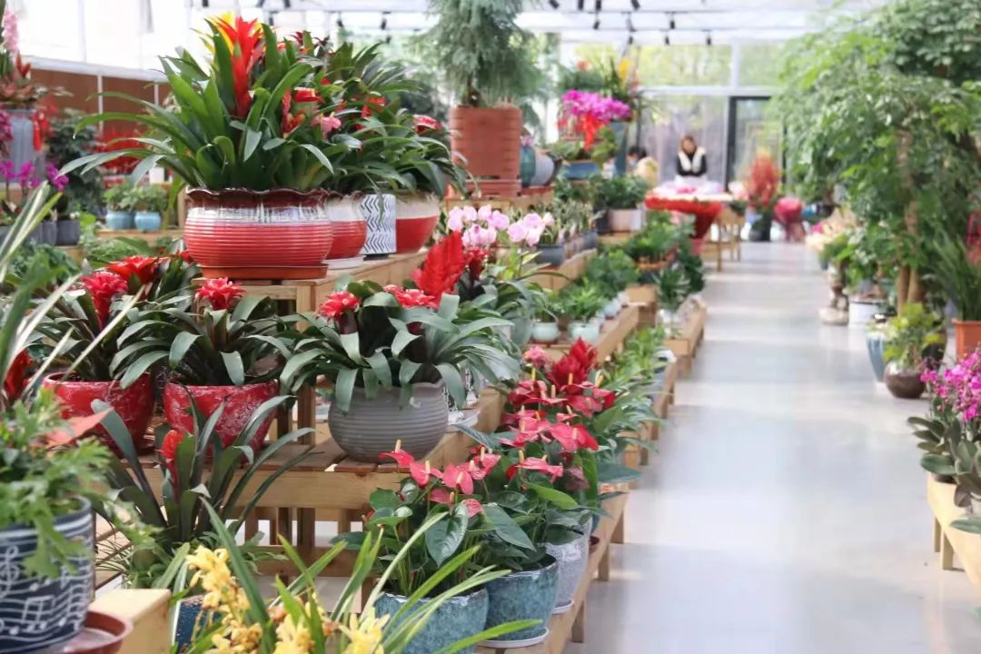 湖南“花二代”开园艺中心，线上一天卖花12万盆，年营业额超2000万元