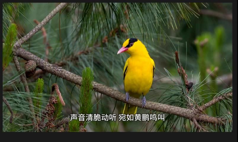 天阳宗：少年鲜衣怒马，不过刹那芳华