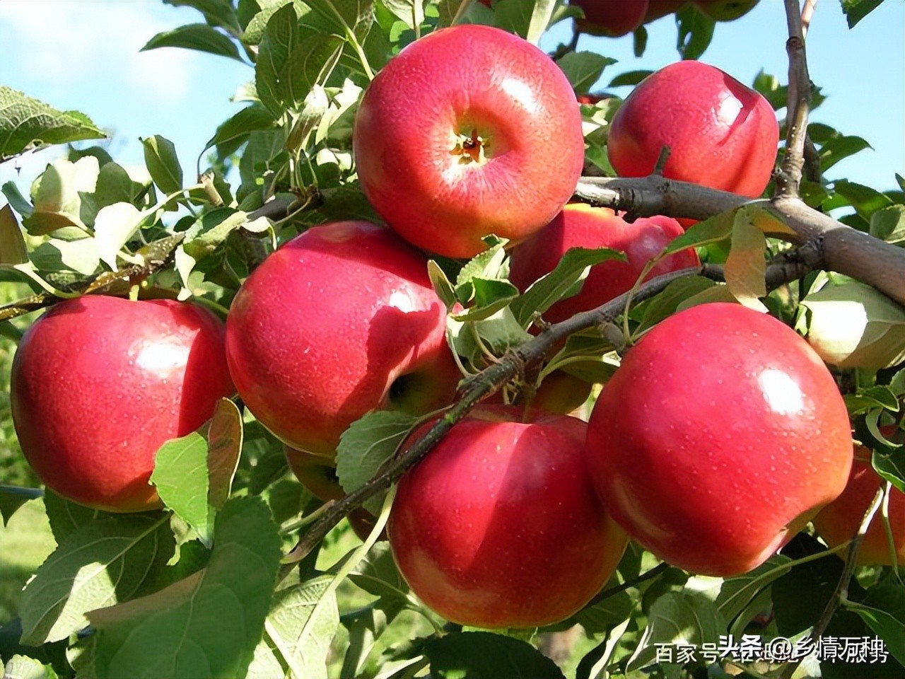 果树种植技术与养护指南,果树种植技术和管理技术