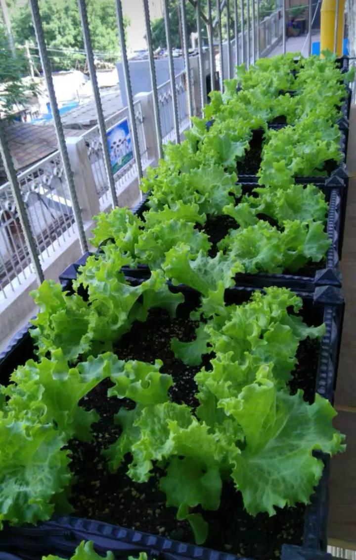 阳台种菜神器,阳台种菜怎么除虫