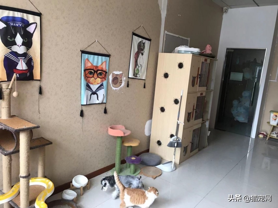 宠物店宠物美容师工资,宠物店美容师工资怎么拿的