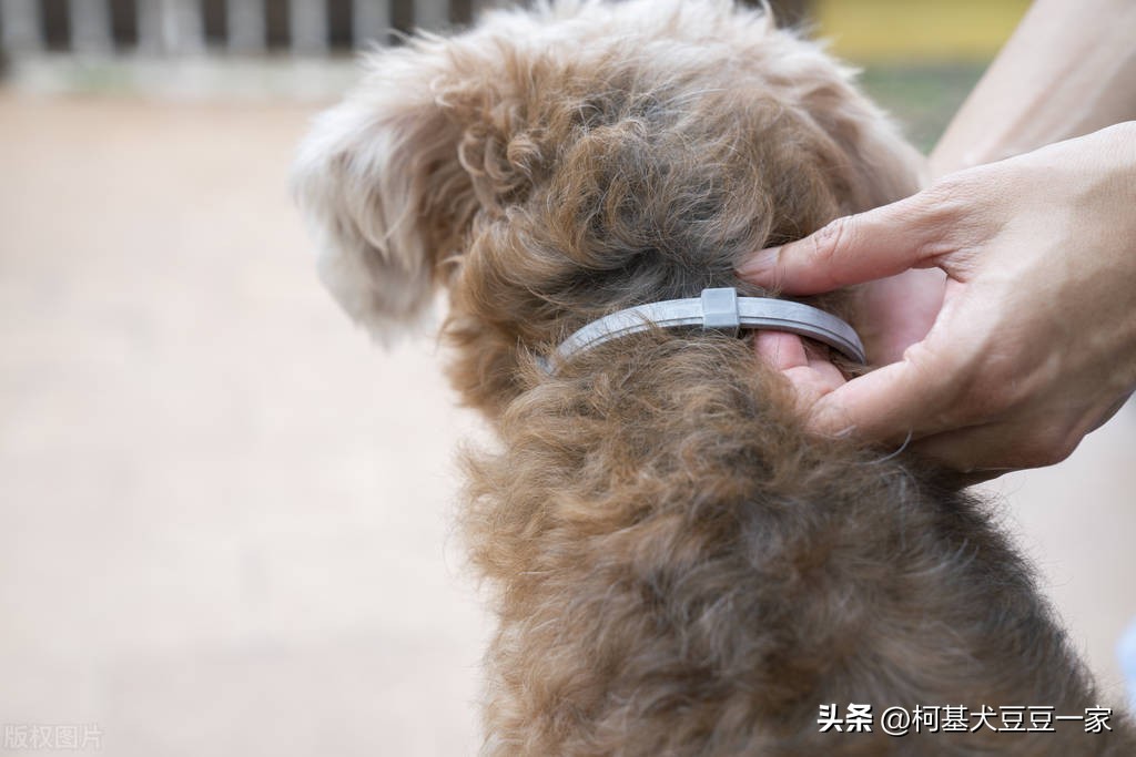 狗狗吠叫扰民就得揍,狗狗乱叫可以割声带吗