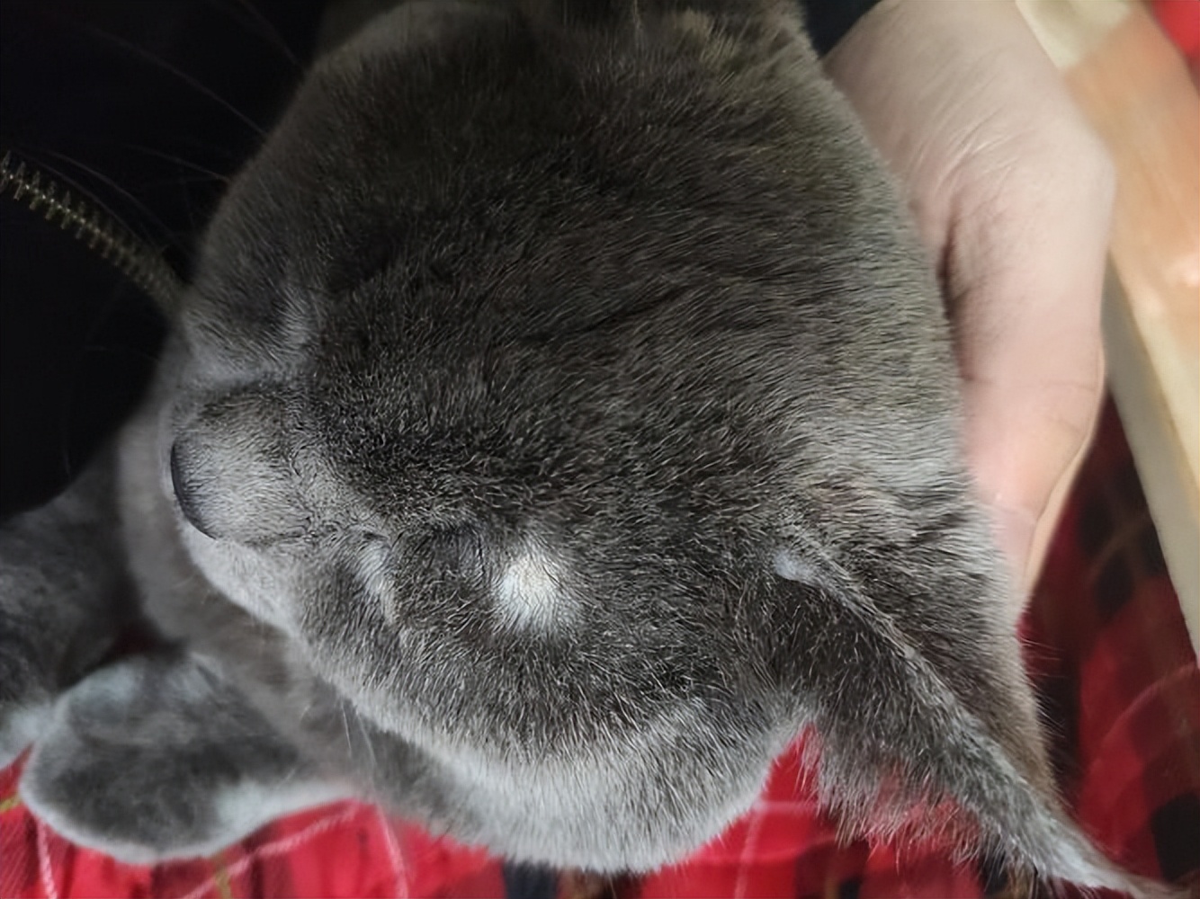 猫得猫癣了怎么办,一点经验都没有,去宠物医院是不是很贵啊?