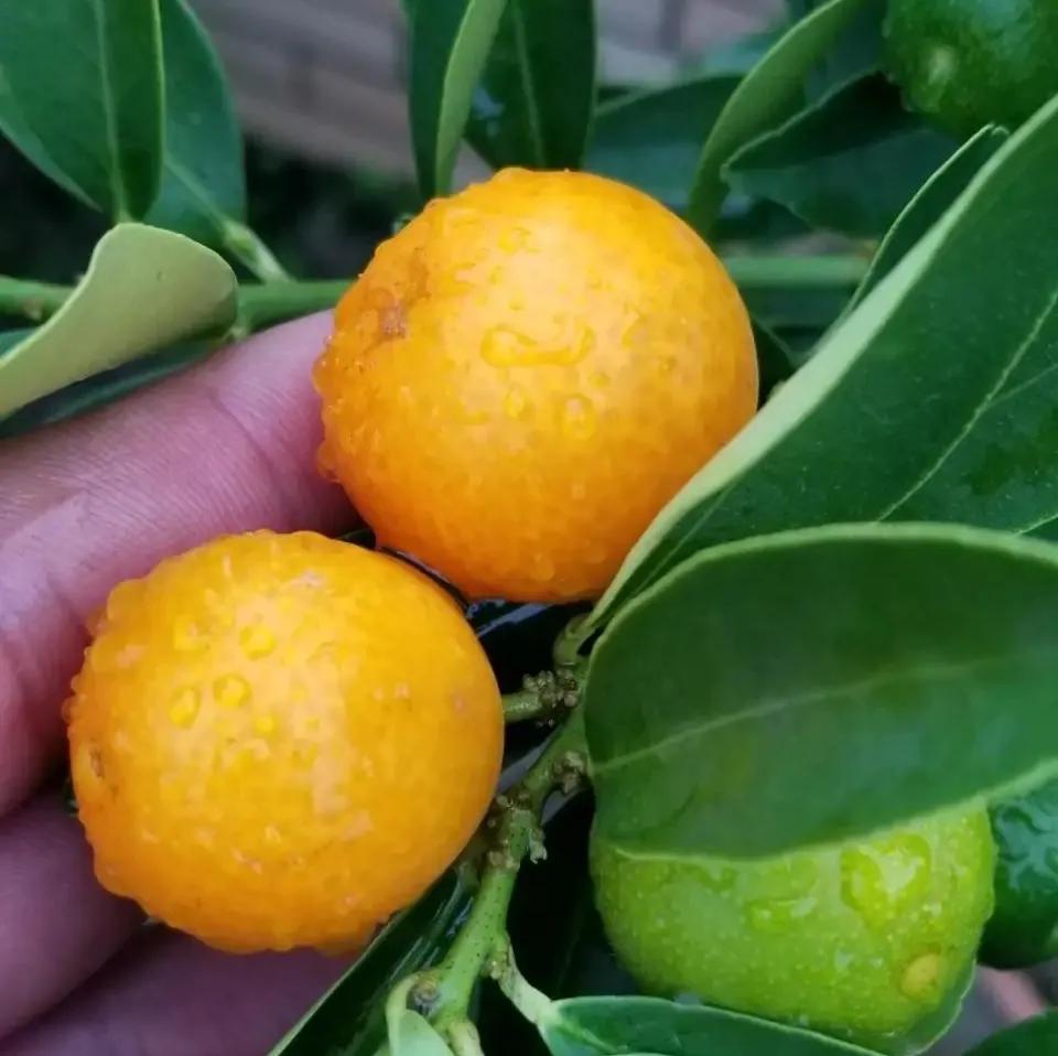 4种贵气花越养越旺家,家养3种富贵花福气好运挡不住