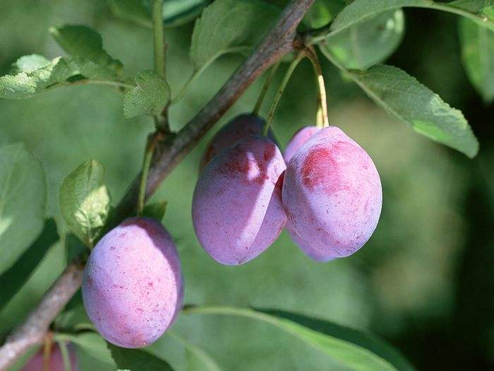 两味中药专治结节,一味中成药散结消肿