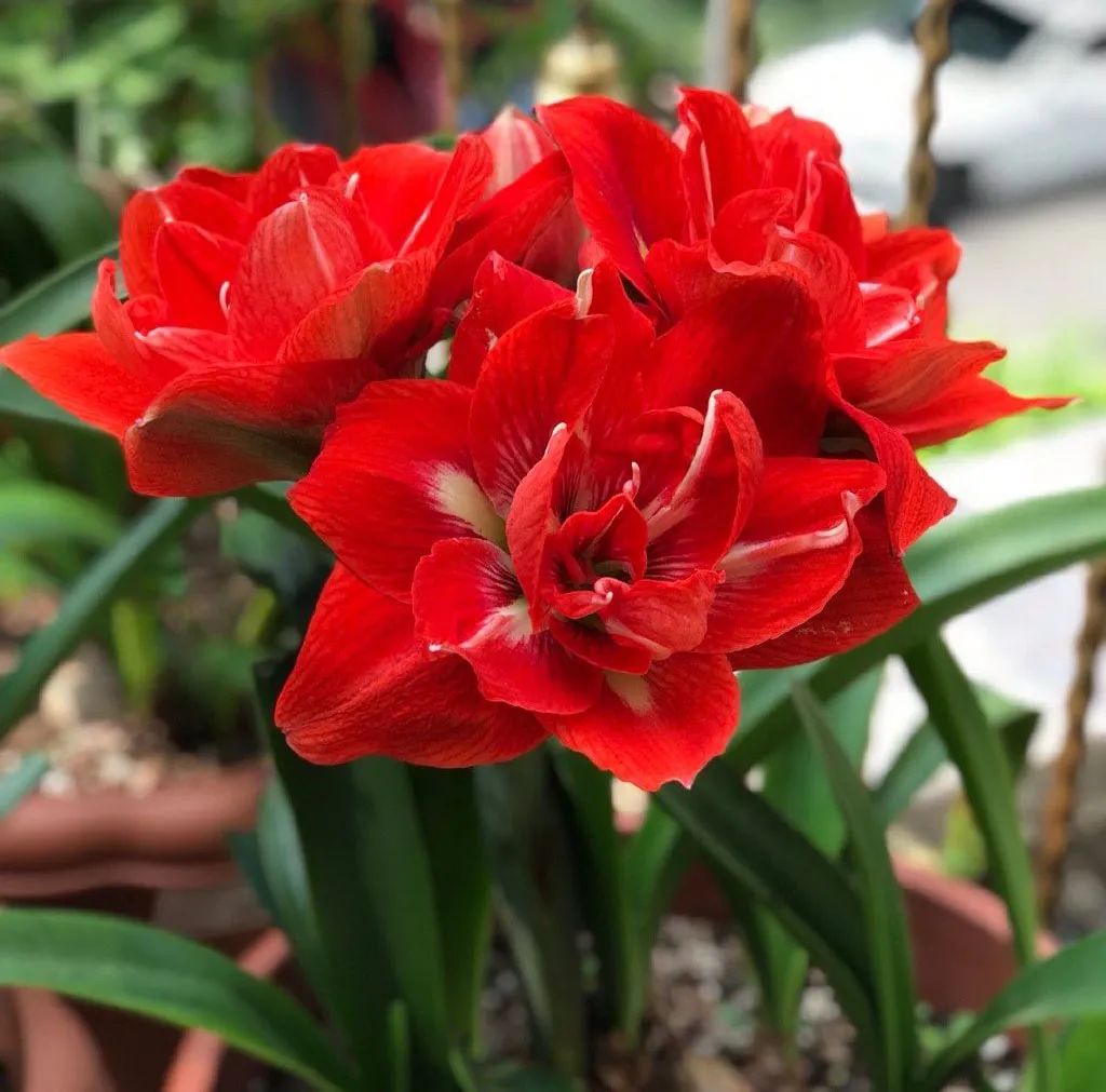 种什么花一年四季开花还好打理,南方一年四季蔬菜播种时间表