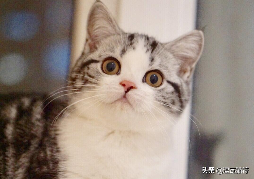 美短棕虎斑成年猫多少钱,美短虎斑猫有白毛领