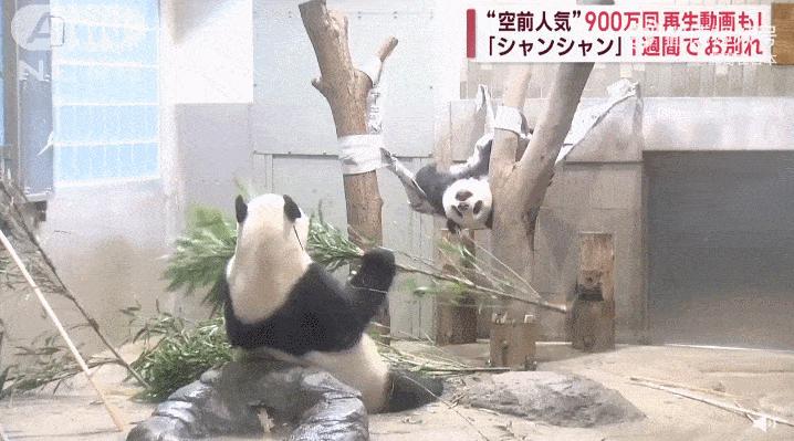 胖达日本,胖达在外国多火