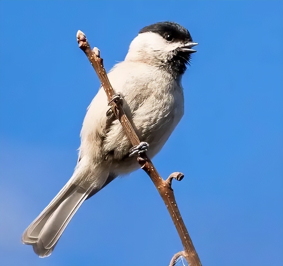 中国即将消失的养鸟文化六：这种鸟深受乾隆帝喜爱，为它特制笼子