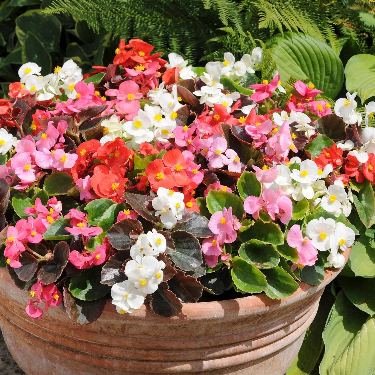 盆栽秋海棠怎么养,盆栽秋海棠多久开一次花