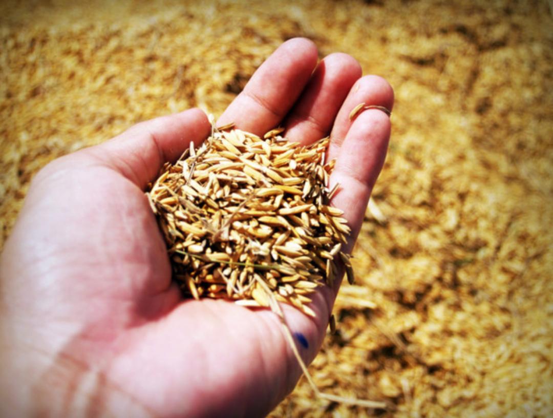 保险期货支农,保险期货服务乡村振兴