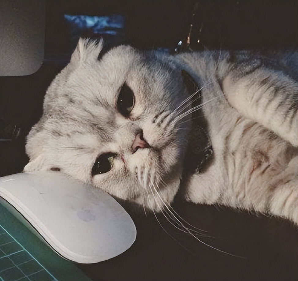 小公猫绝育有什么注意事项,绝育猫知识科普