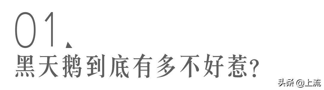 被黑天鹅打得措手不及,学校黑天鹅被学生拿