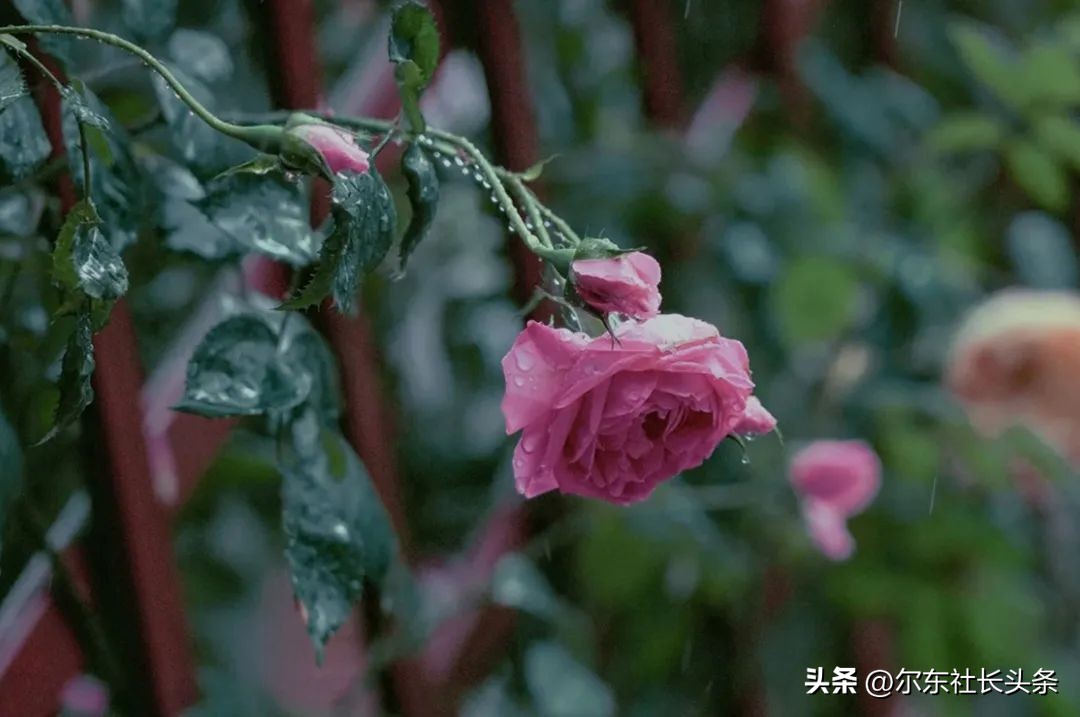 晨雨的唯美诗句,晨妤和妈妈的视频