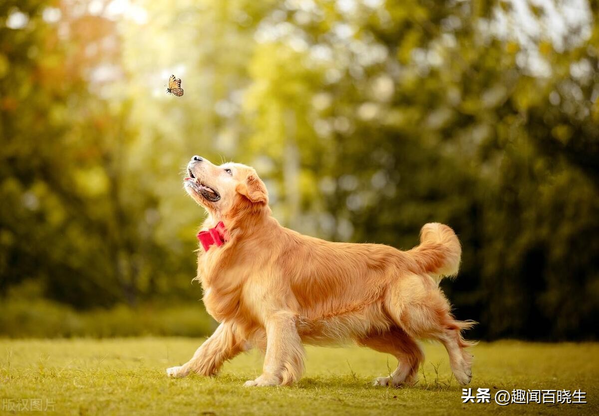 周公解梦女人梦见狐狸和狗在一起,做梦梦到老鼠蛇狗