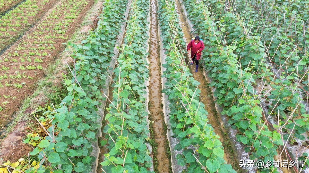 叶面肥早上使用好还是傍晚使用好,玉米叶面肥磷酸二氢钾使用方法