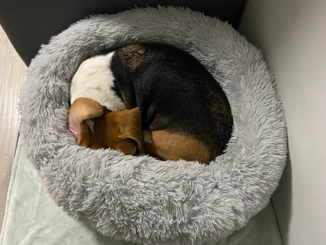 巴哥幼犬晚上一直叫怎么办,萨摩耶幼犬晚上一直叫怎么办