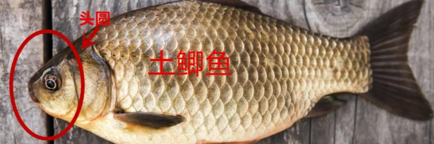 土鲫板鲫工程鲫,买鲫鱼大的好还是小的好