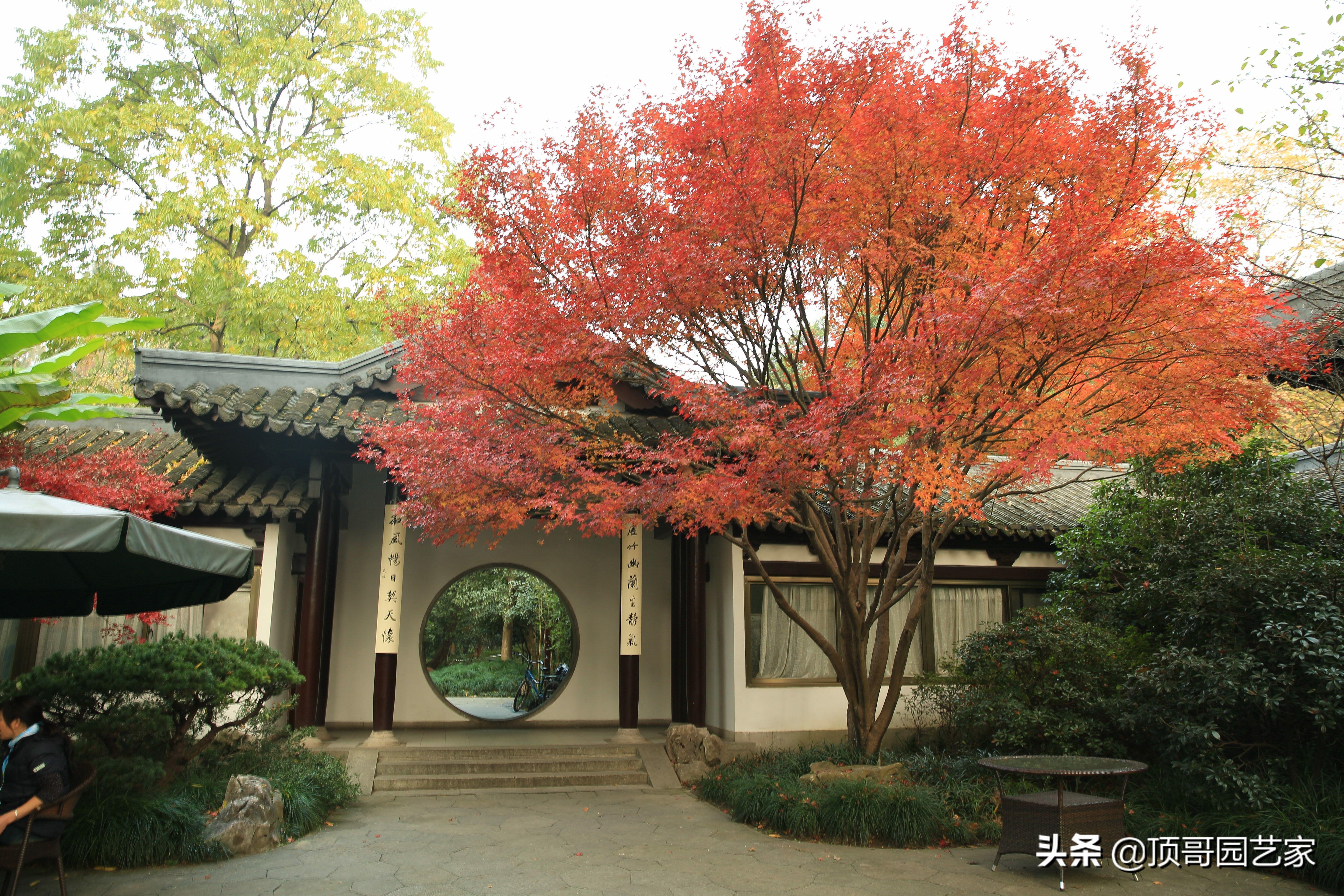 庭院中种什么树最好,庭院栽什么树最旺宅