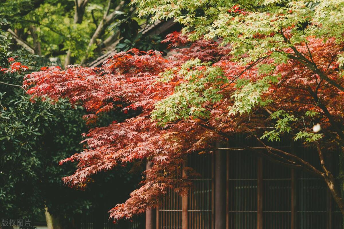 浙江省内赏花,浙江三月赏花