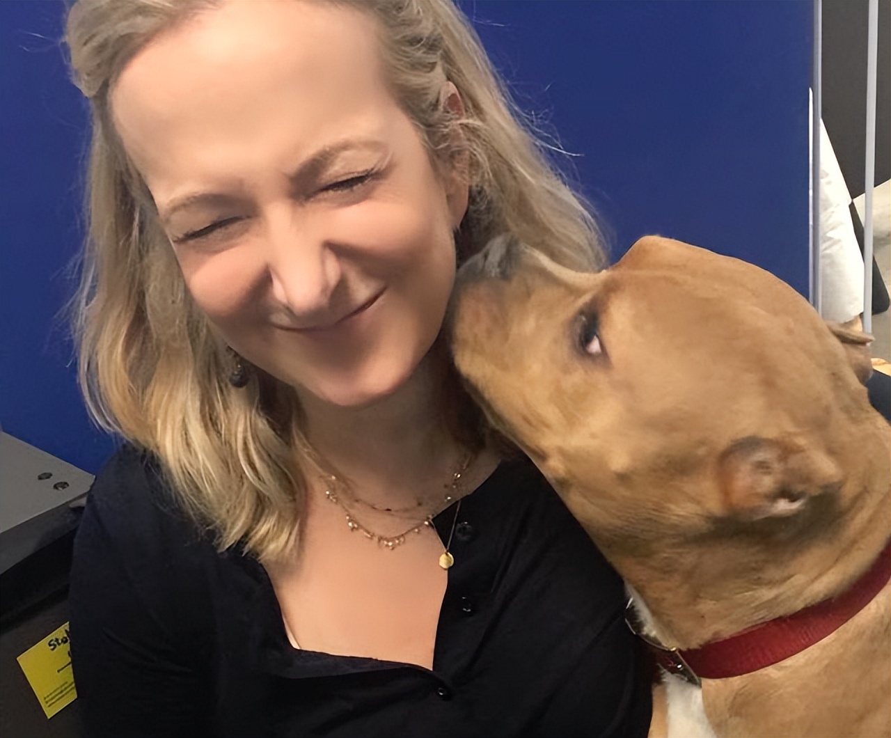 比特犬VS杜高犬谁厉害,比特犬vs杜高犬野猪