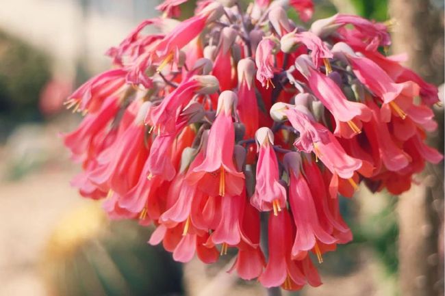 100种好看的多肉植物,50多种多肉品种大全