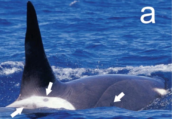 达摩鲨为什么不怕虎鲸,能和虎鲸大白鲨斗的是达摩鲨吗