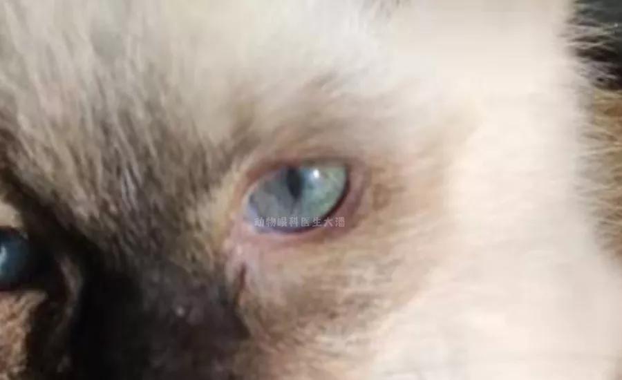 猫咪眼球受伤内出血全红了,猫咪眼球红肿充血怎么办