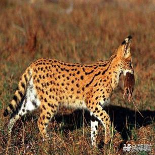 日军的残忍暴行,日军的残忍暴行盘点