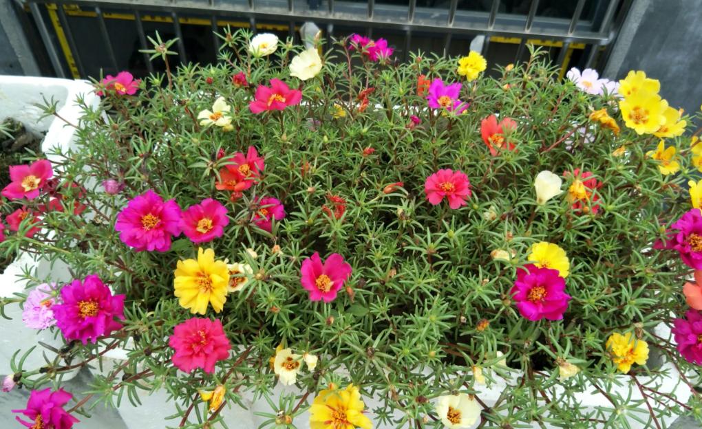 4种“爱晒太阳”的植物，越晒长得越好，枝繁叶茂，开花也就越多