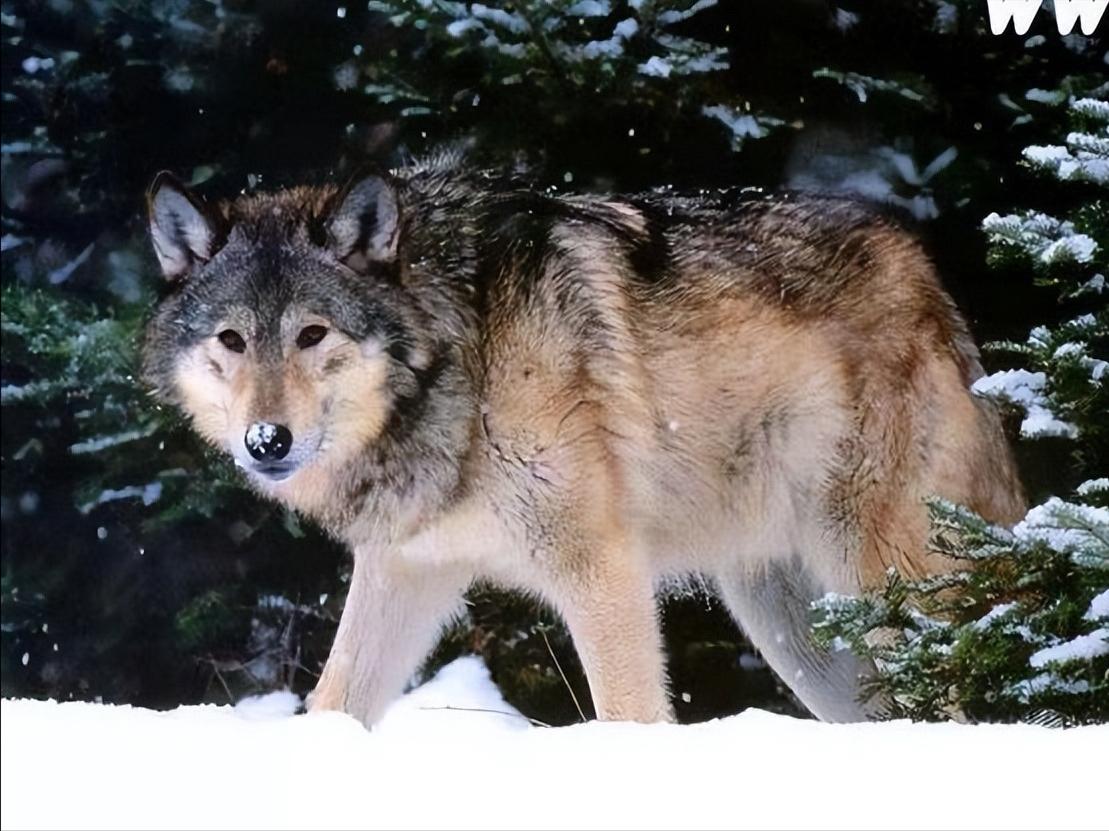 战斗力最强的犬科动物,战斗力最强的犬科动物排名榜