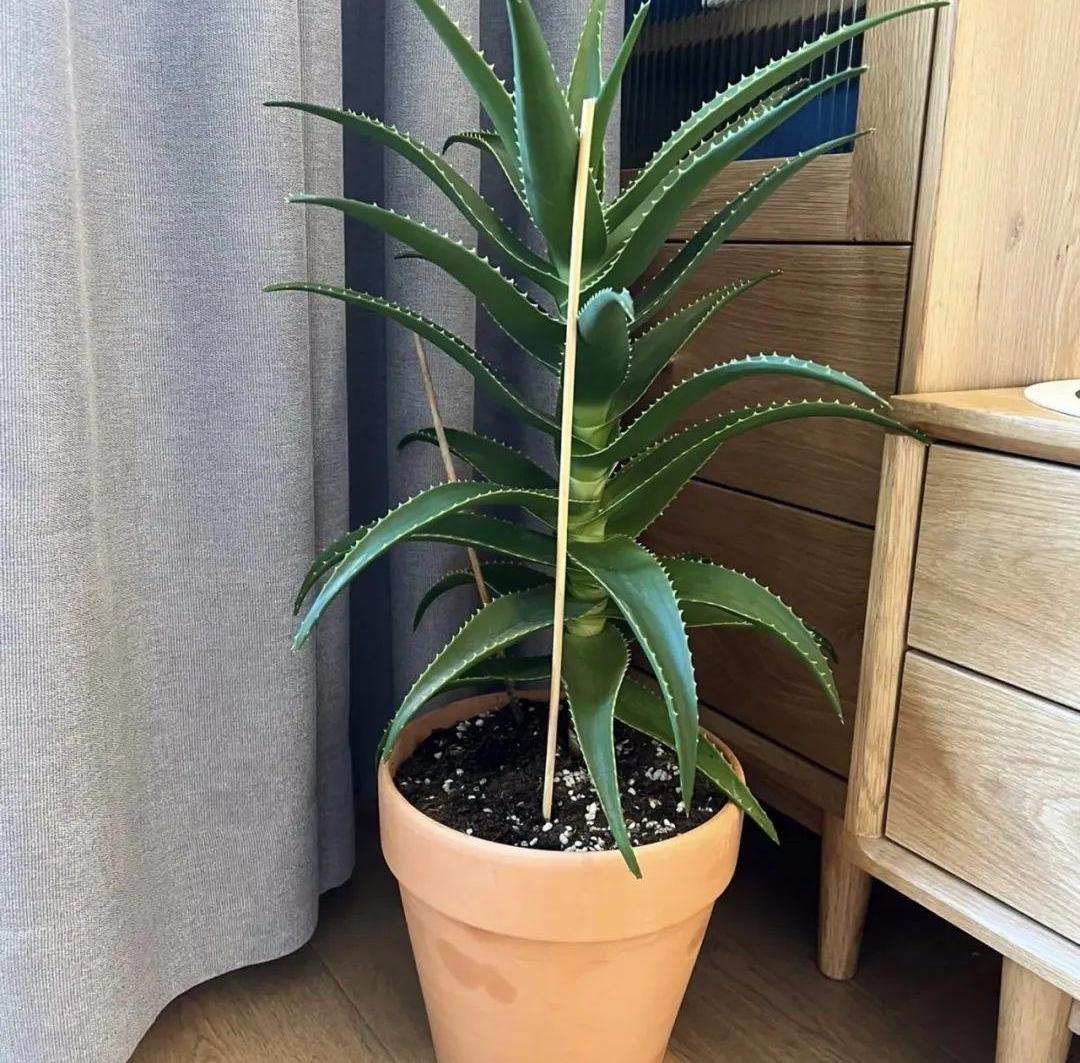 永生花保留方法有哪些种类,永生花怎么长期保持